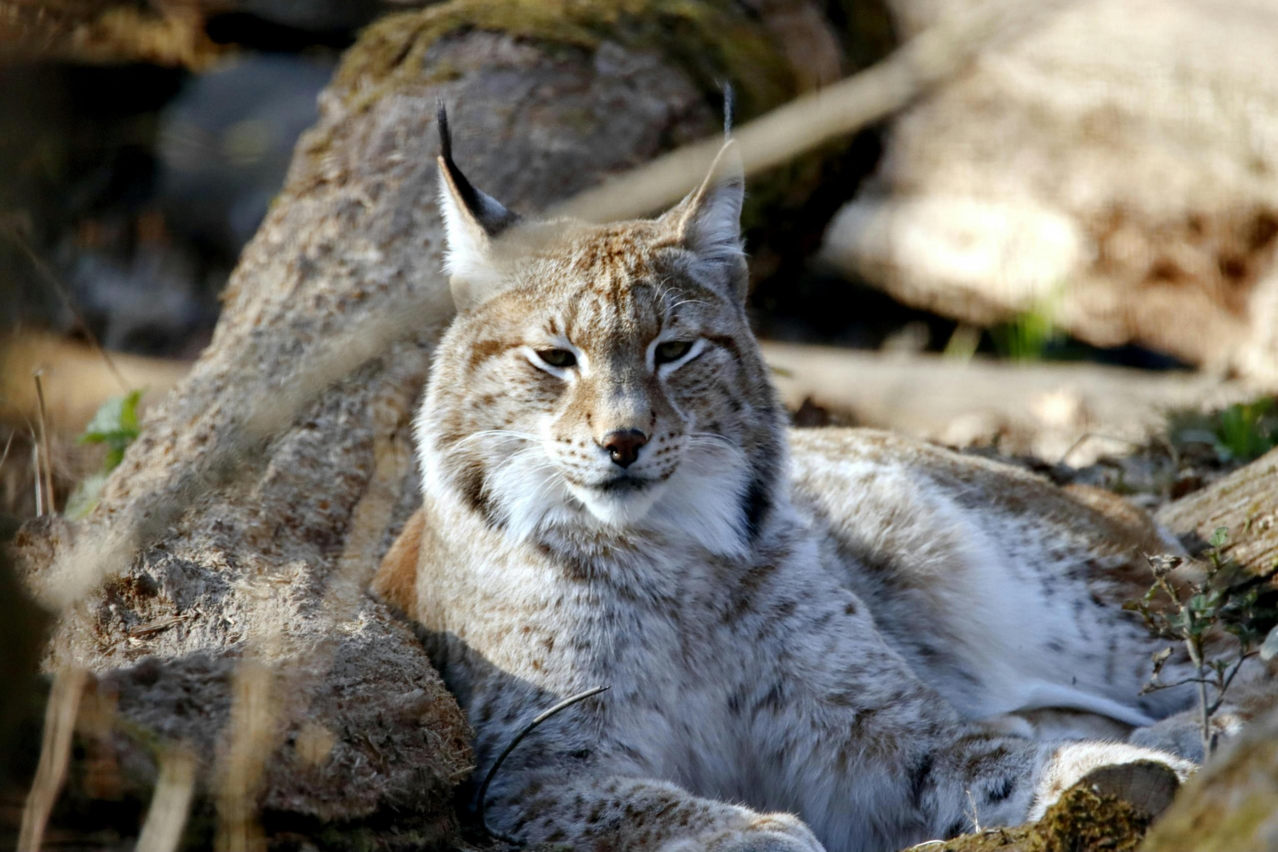Canada lynx: The Hunter and Protector of Ecosystems