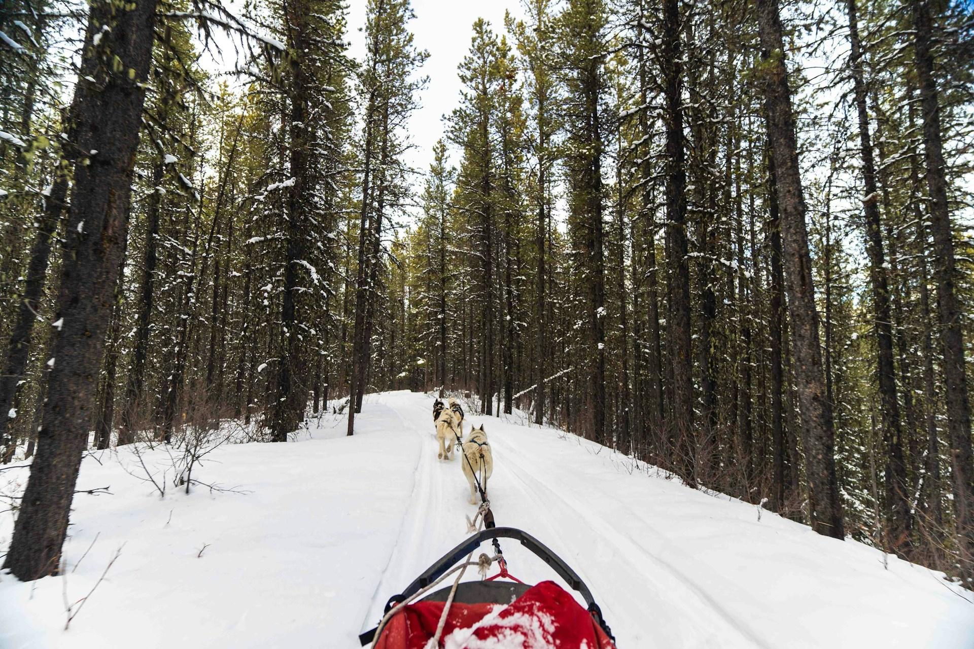 Dog Sledding in the Canadian North: A Unique Winter Adventure