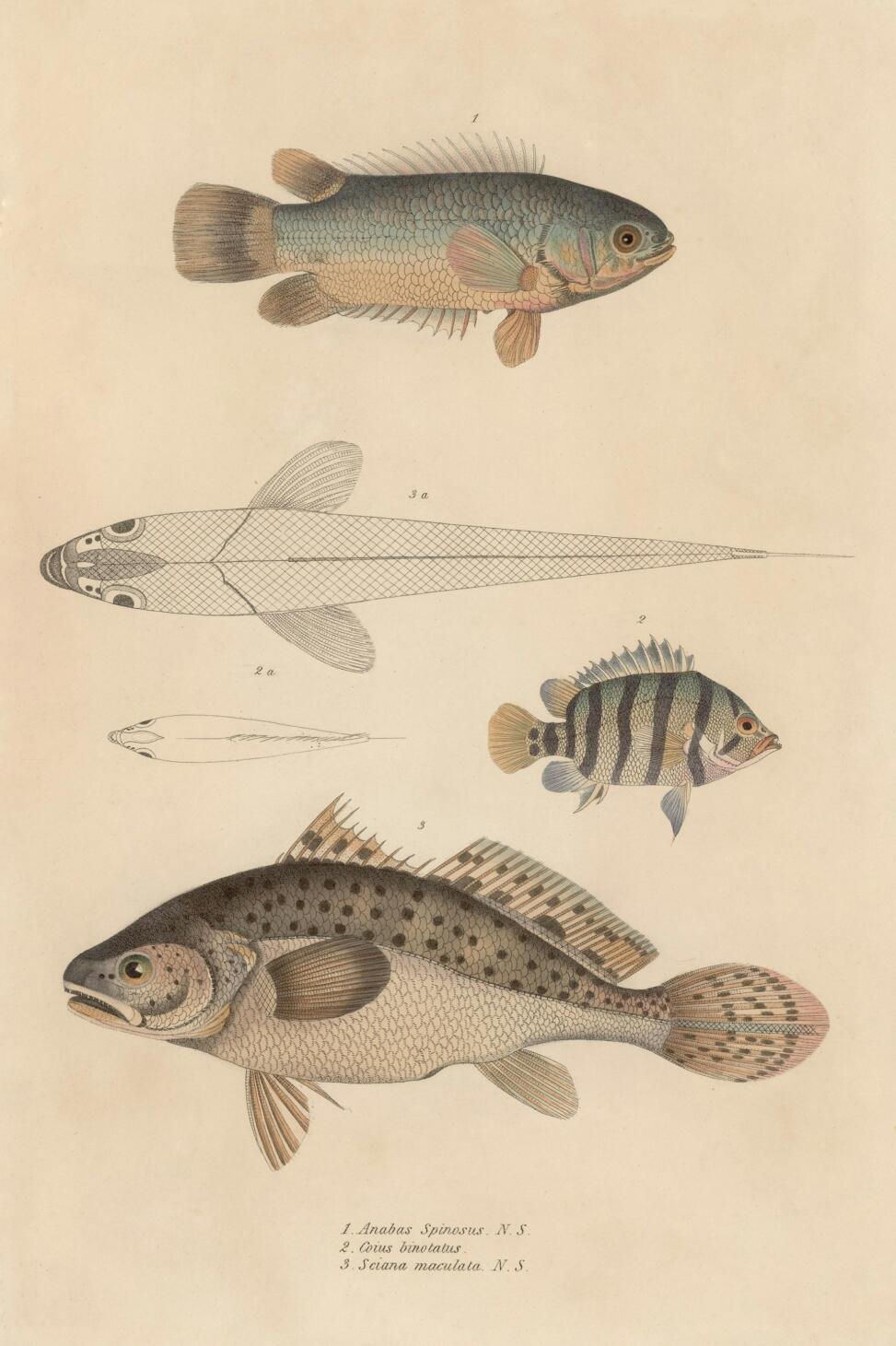 An illustrated study of three fish species showcasing detailed depictions and labels of their features and classifications.