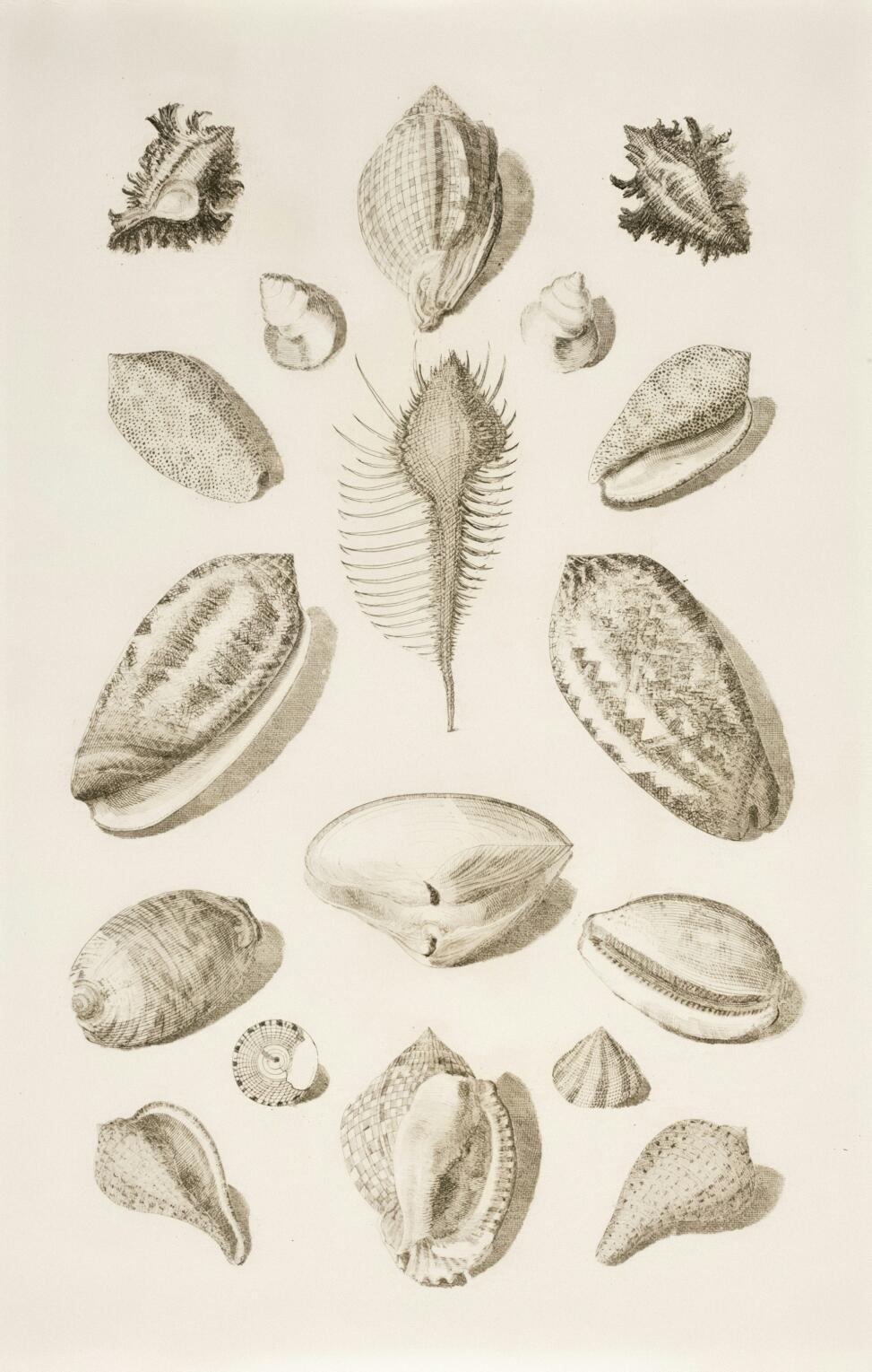 A detailed illustration of various seashells arranged artistically, showcasing diverse shapes and textures against a neutral background.